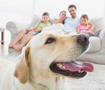 Family Veterinary Clinic Lakewood CA