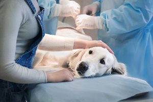 Bloomfield Animal Hospital - Pet Dog - News Feed