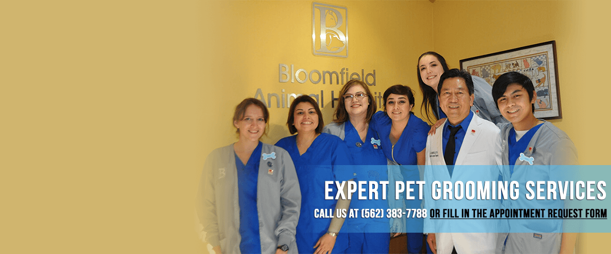 Animal Clinic Lakewood CA Vet Doctors Bloomfield Animal Hospital