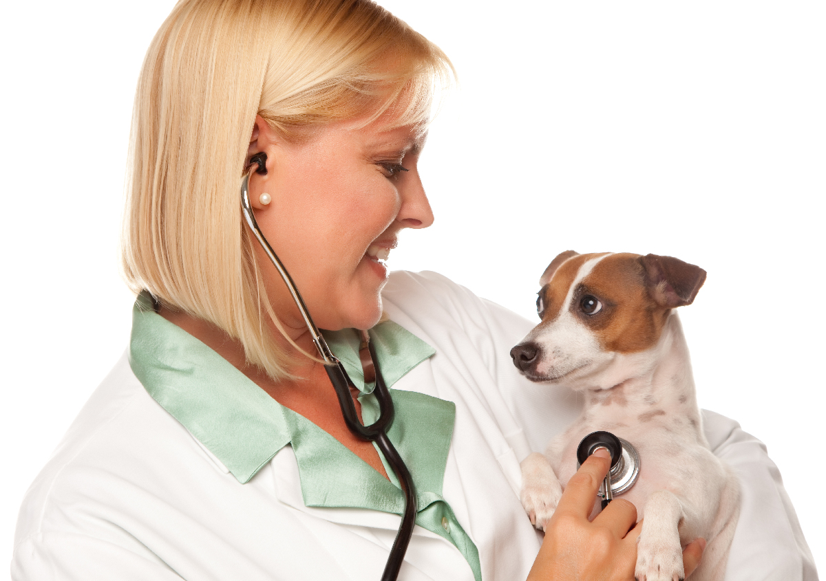 Home - Inland Empire Veterinary Imaging: Veterinary Clinic